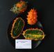 Кивано семена (10 шт) огурец африканский (Cucumis metulifer) дыня рогатая RS-01293 фото 2
