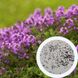 Чебрець насіння 0,15 грамів (прибл. 350 шт) тим'ян садовий звичайний (Thymus vulgaris) RS-00294 фото 1