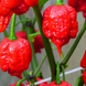 Перец острый Carolina Reaper Red семена (5 шт) Каролина Рипер каролинский жнец красный чили суперхот до 2 200 000&nbsp;SHU RS-02172 фото 6