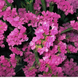 Статица (кермек) Американ Бьюти семена (0,1 г), For Hobby, TM GL Seeds RS-01248 фото 1