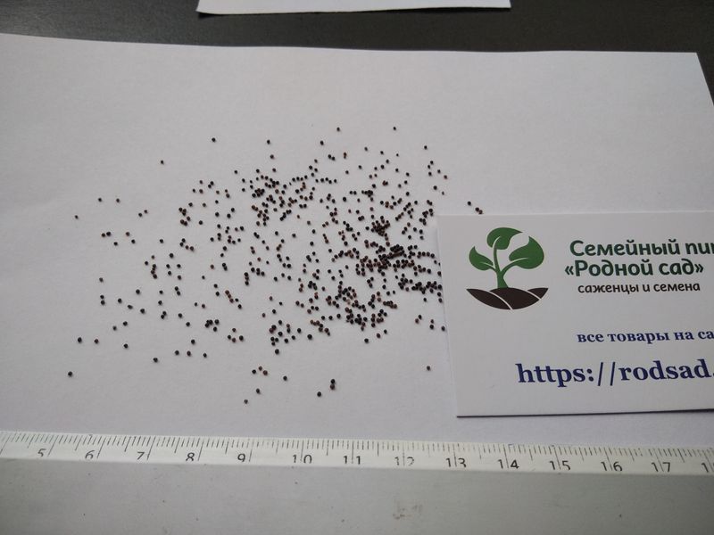 Чебрець насіння 0,15 грамів (прибл. 350 шт) тим'ян садовий звичайний (Thymus vulgaris) RS-00294 фото